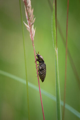 Käfer