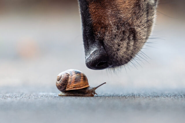 Schnecke
