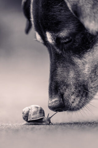 Schnecke