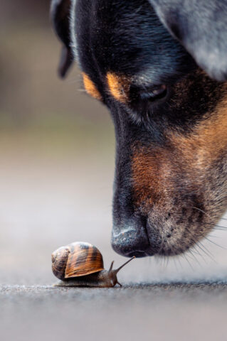 Schnecke