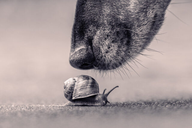 Schnecke
