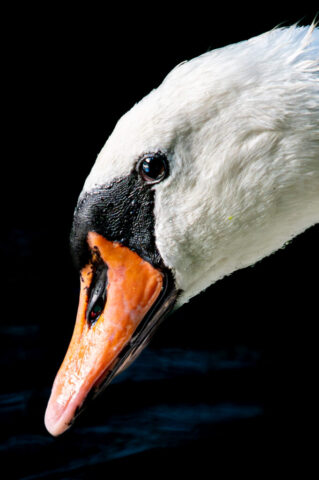 Schwan-closeup