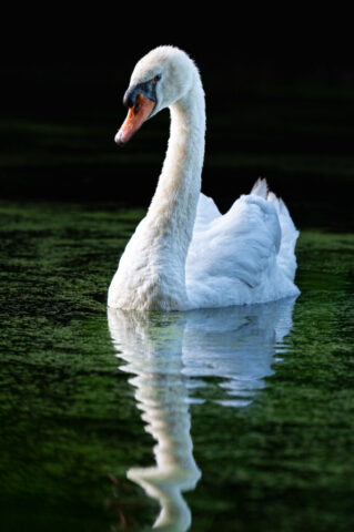 Schwan