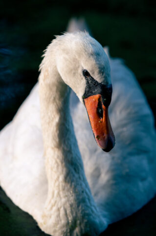 Schwan