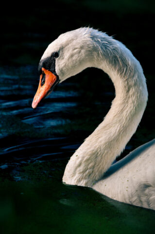 Schwan